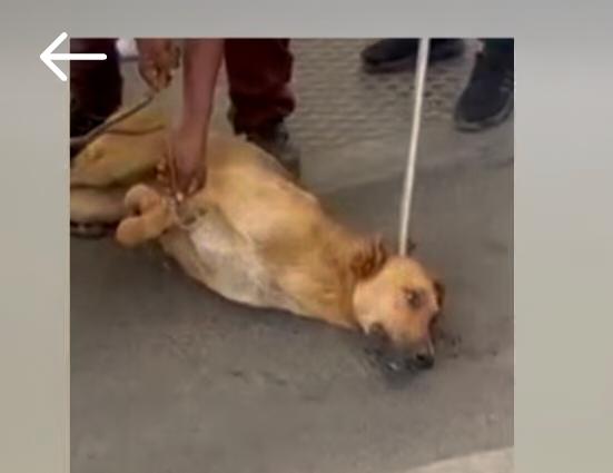 yadavnarender85's tweet image. 🇮🇳 Appeal to @gupta_rekha @CMODelhi @narendramodi @indSupremeCourt  — please act NOW.
What happened at @DelhiAirport  under @DelhiAirportGMR is unacceptable cruelty.
Amend the Prevention of Cruelty to Animals Act, 1960. Protect the voiceless.
#NoDogNoVote #JusticeForAnimals
