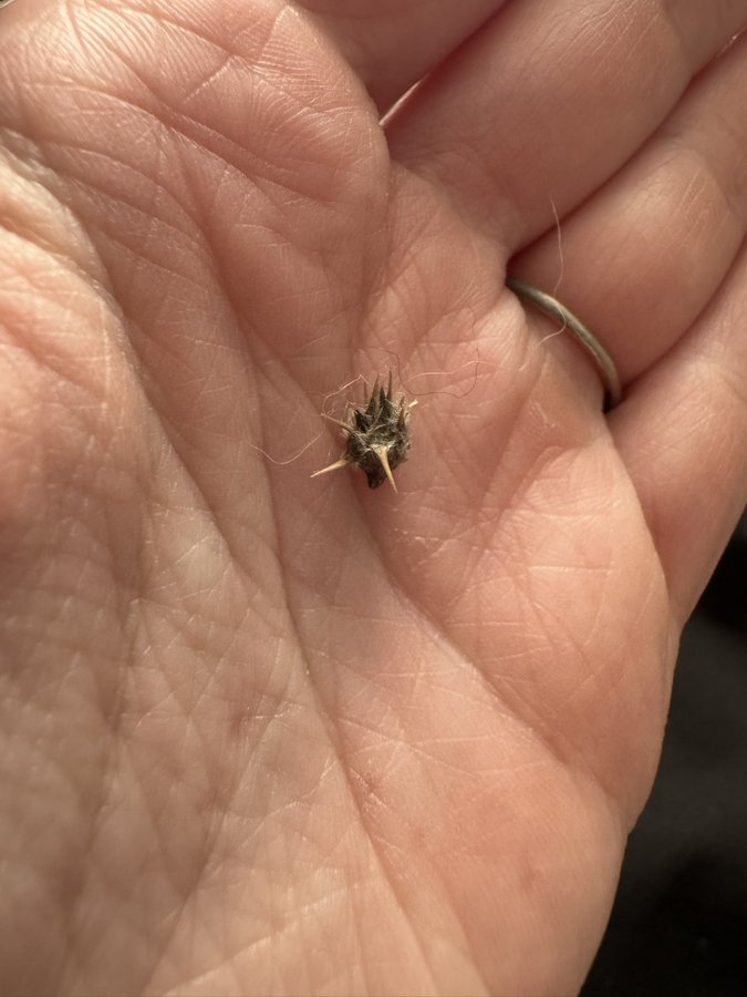 Trumplicans2024.com tweet media