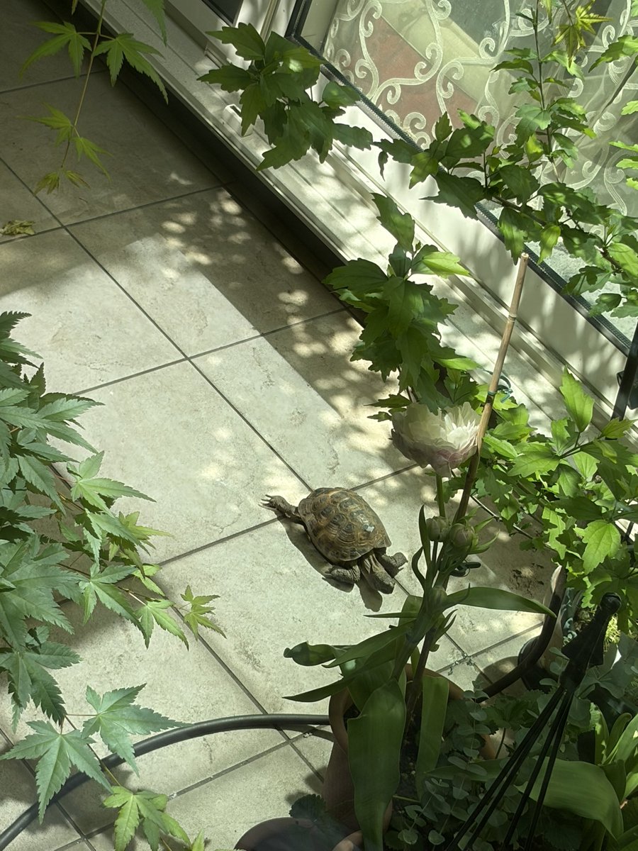 Sayuring18's tweet photo. リクガメのりくちゃん
無事冬眠明けまして元気にぱくぱく🍓
たんぽぽも、咲いてるうちにたくさん食べてもらわなくては✨

庭で放し飼い？のヤモリ、去年は子連れだったので、この子は子供の方かな🦎？

#リクガメ
#ホルスフィールド https://t.co/WQcIk37WOJ