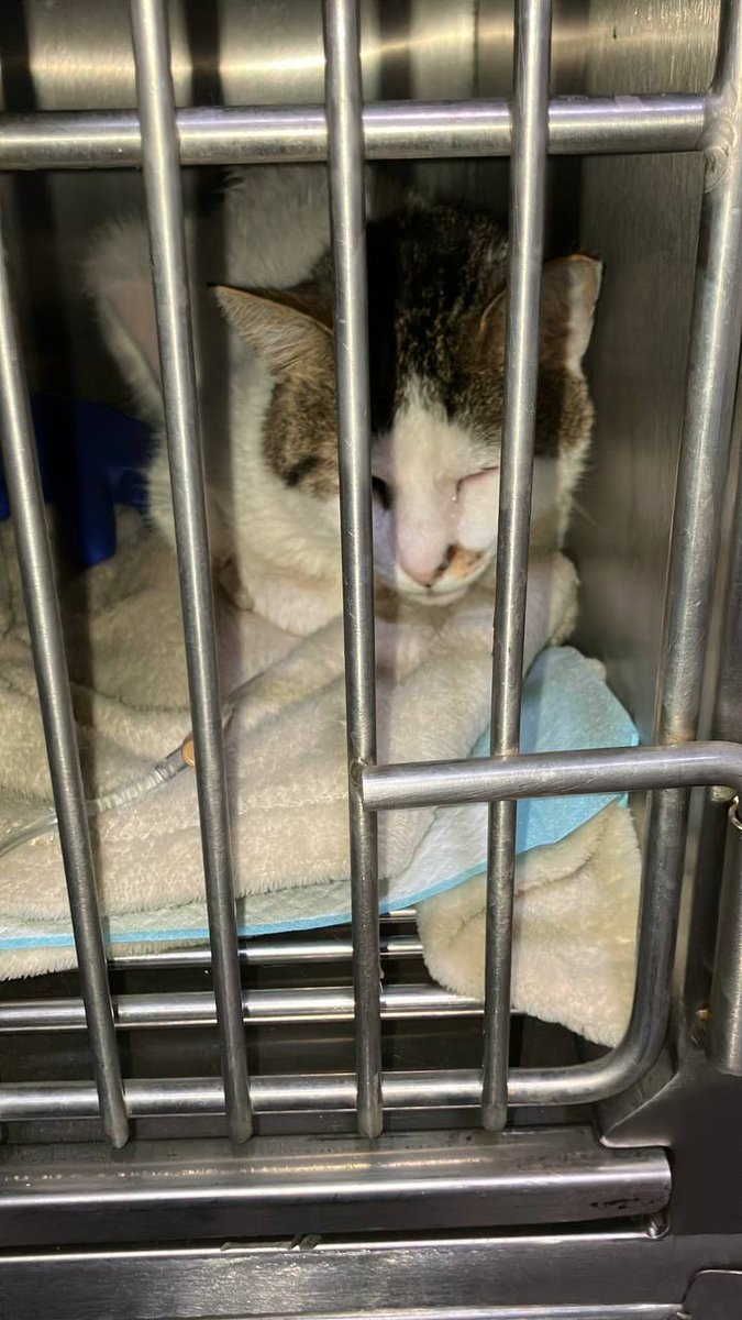 🐾🐾Gatitos a salvo🐾🐾 tweet media