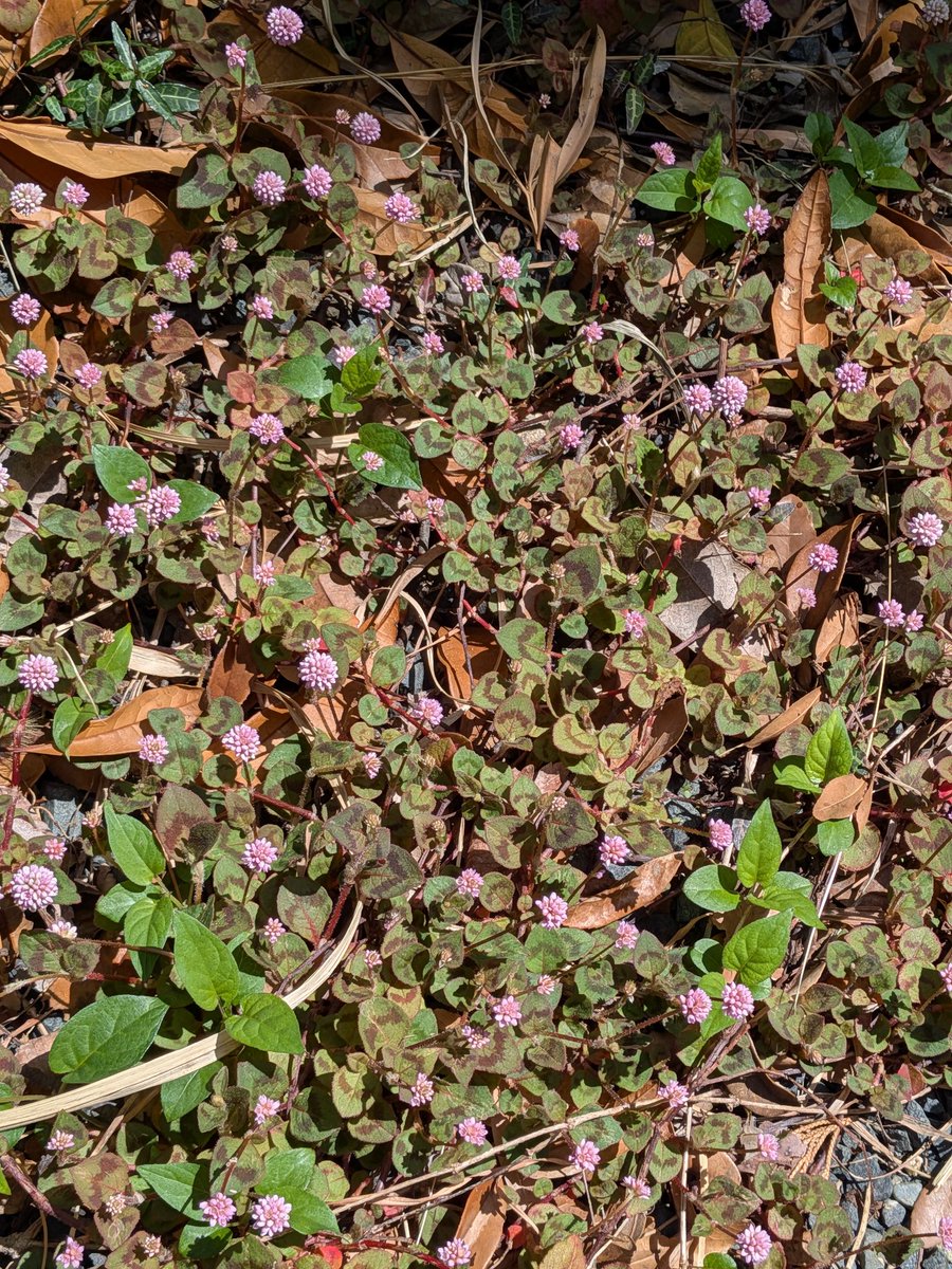 松本俊一 tweet media