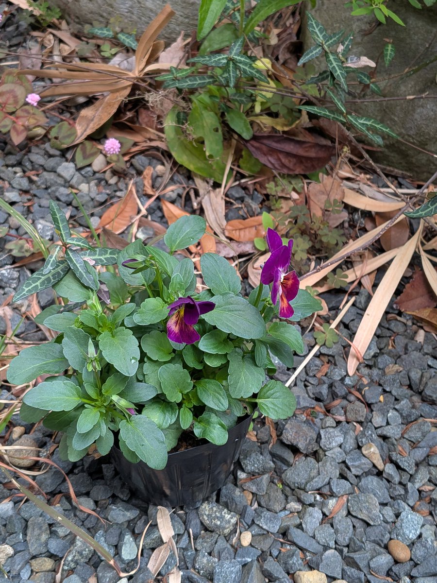 松本俊一 tweet media