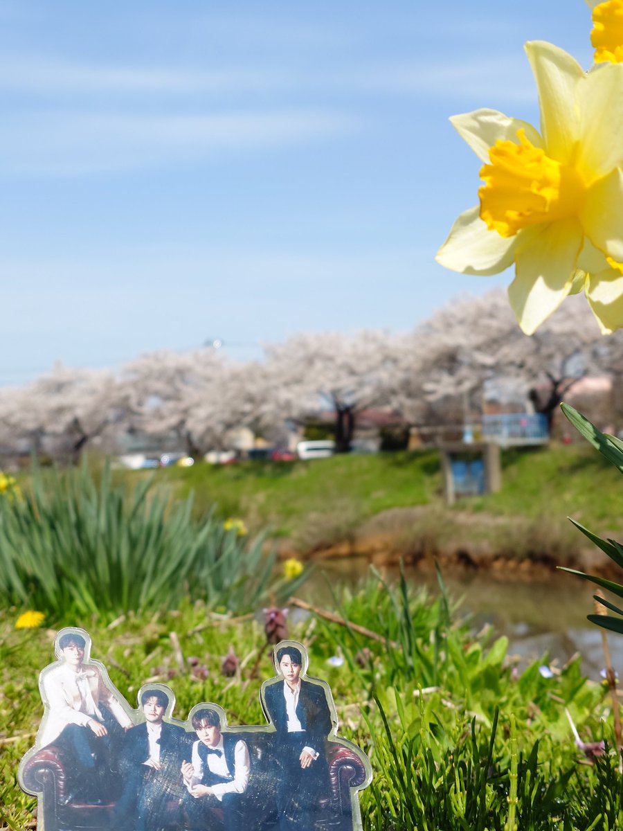 お花見🌸🐰🐿️🐶🐯
​날씨도 좋고 기온도 높아서 꽃구경 다녀왔어요. 사진 찍을 때 구도 잡느라 고생 좀 했지만 잘 찍혔더라고요. 즐거웠어요 😊