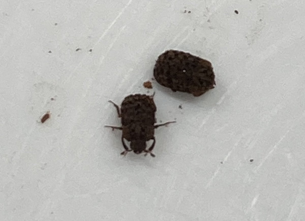 insect_new's tweet photo. マダラクワガタ入荷致しました。
静岡県産、成虫2匹幼虫4匹セット https://t.co/1XrMyhArRl