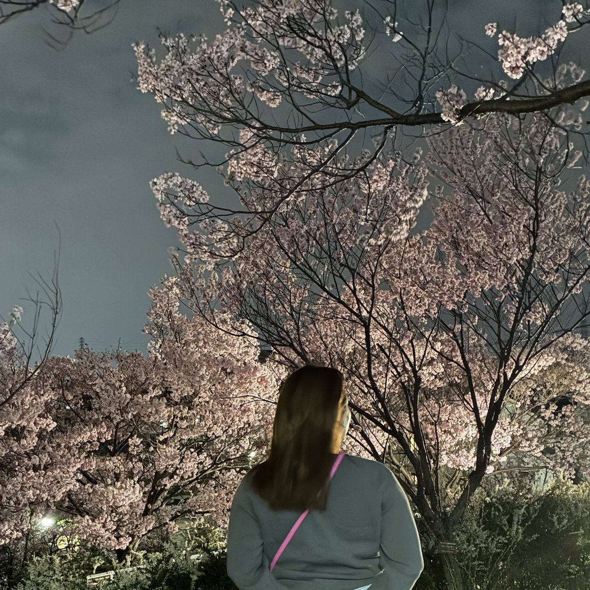 ruuuu_67's tweet photo. 毎年家の前の桜が咲くの楽しみ🌸♡ https://t.co/PmFRZeBBLT