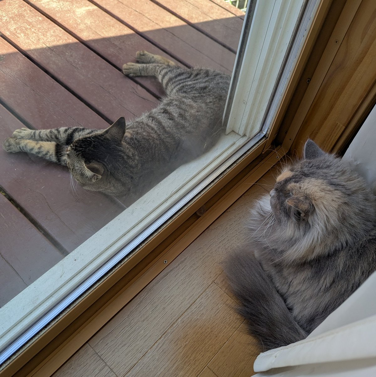 hos_riott's tweet photo. こちらニャルソックですが、特に異常は見られません。

#ミヌエット
#猫のいる暮らし 
#猫好きさんと繋がりたい https://t.co/Tv7rrvAp56