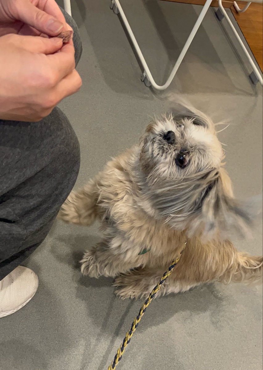 シーズー犬あうんのてんぽ【公式】AUN🇯🇵 tweet media