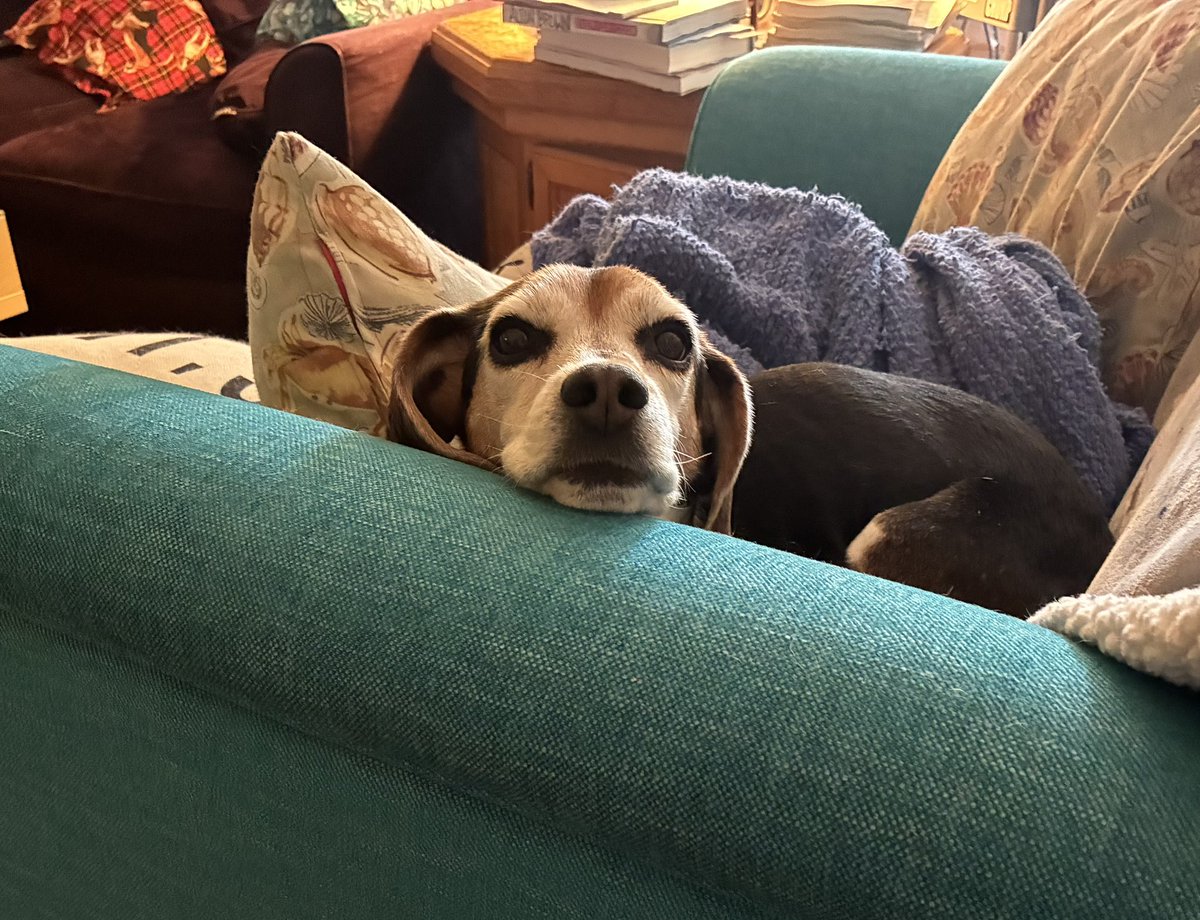 Lola Every Day tweet media