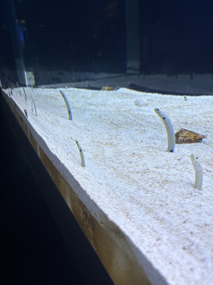 みちゅのすけ tweet media