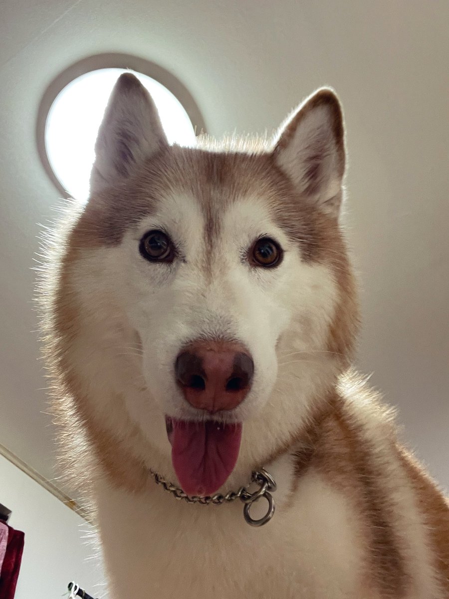 ハマジ tweet media