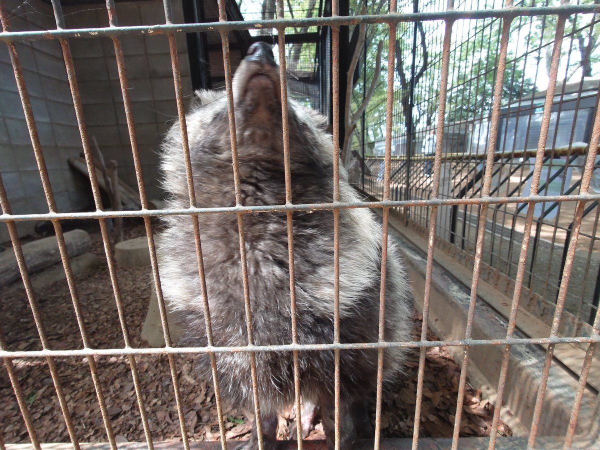 いまかわたまき tweet media