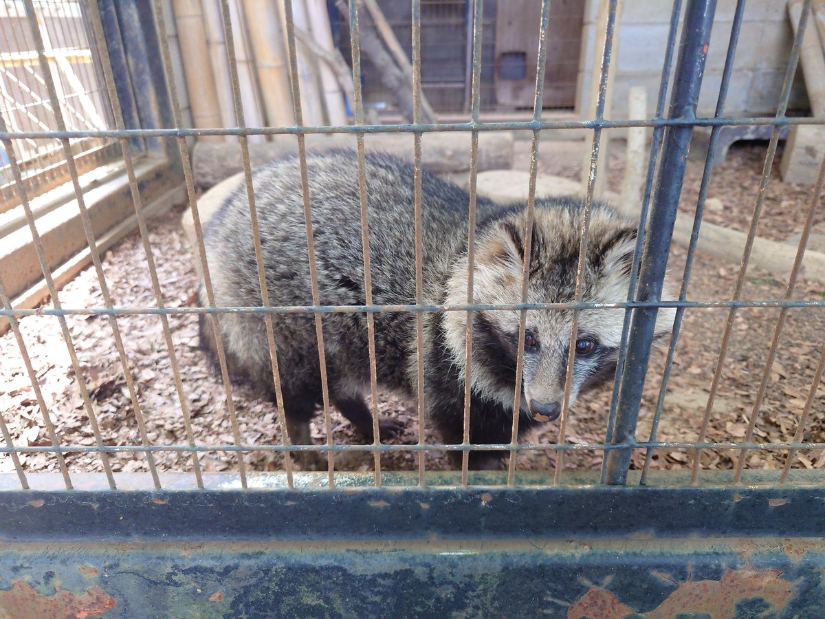 いまかわたまき tweet media