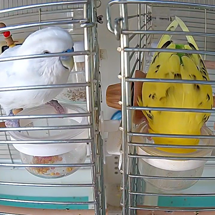 ぴよこ(ぴーよこまる♂) tweet media