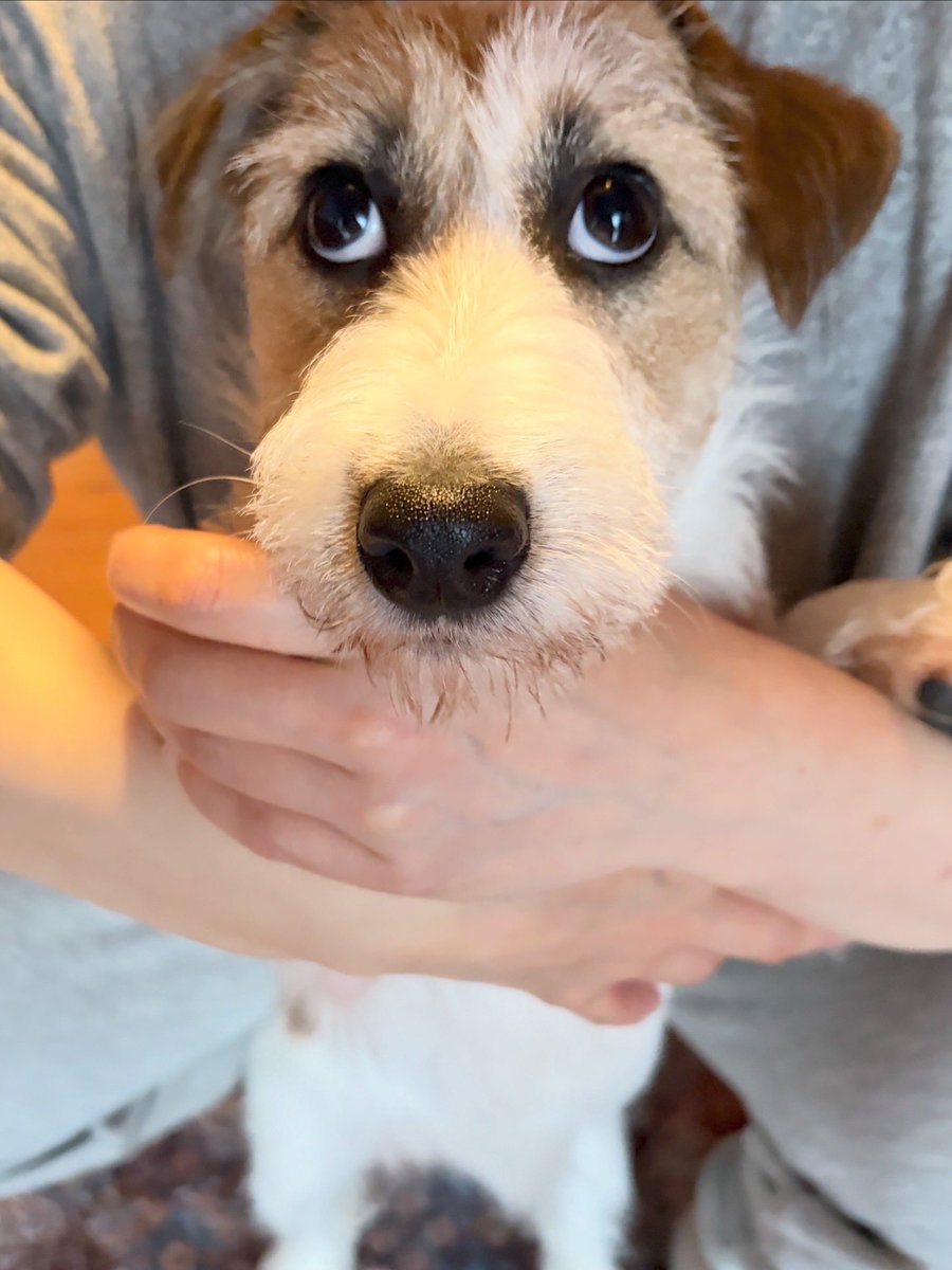 yaaata0517's tweet image. 今朝のお見送り🐶
行ってらっしゃい！？😆🥰
#ジャックラッセルテリア
#jrt #jackrussell