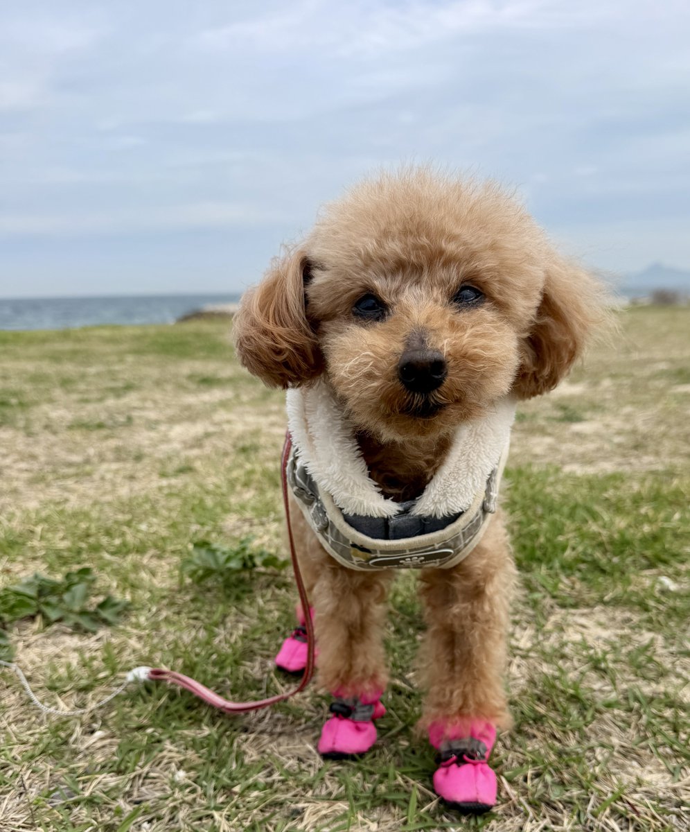 愛犬ここあ 🦦🎀 . . ここちゃんのお土産🌻 . おおよろこび🥳♡ こんなにはしゃい