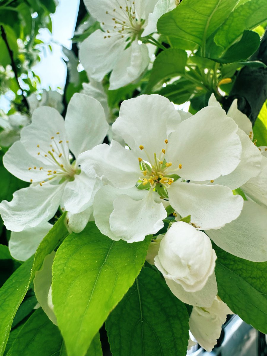 david_andrew123's tweet photo. 🌸 White spring blooms, pure and gentle.
Every petal carries the softness of the season ✨
#SpringFlowers #NatureLovers #CitySpring https://t.co/yP4mgRbyAM