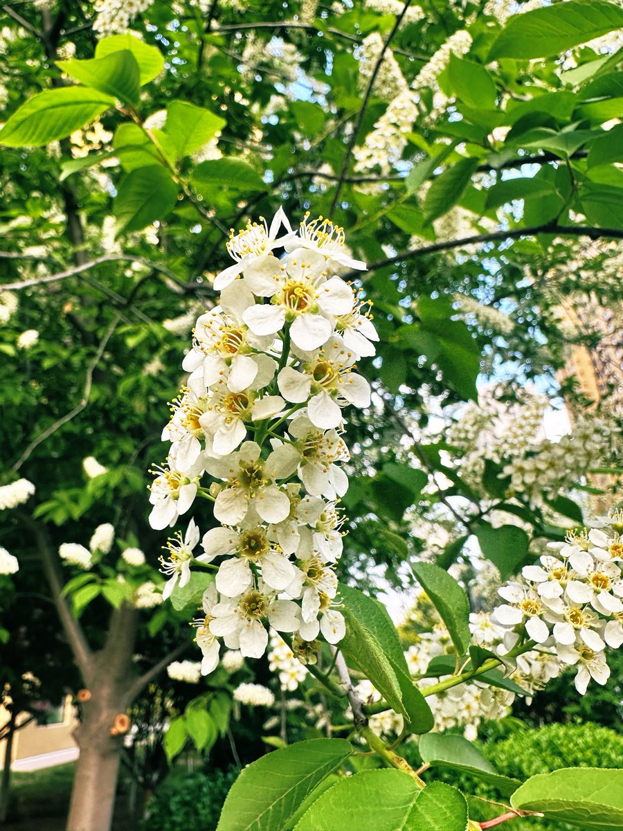 david_andrew123's tweet photo. 🌸 White spring blooms, pure and gentle.
Every petal carries the softness of the season ✨
#SpringFlowers #NatureLovers #CitySpring https://t.co/yP4mgRbyAM