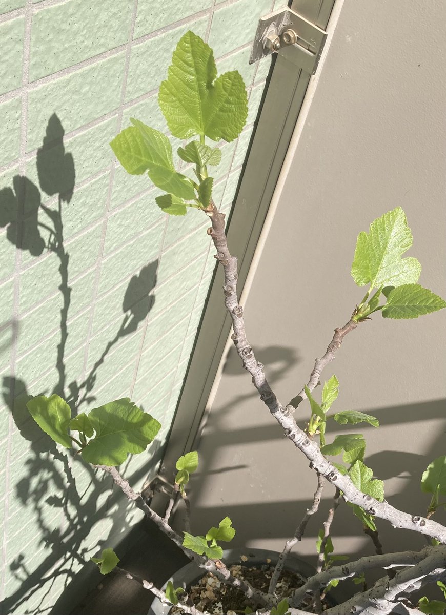 腎★不全子 tweet media