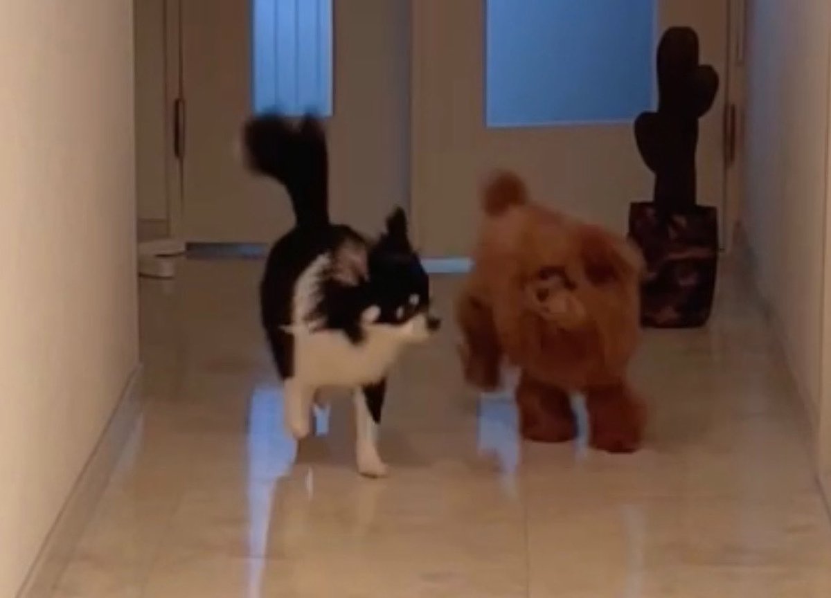 ‎なぴじょーり🐄マーブル🐾 tweet media