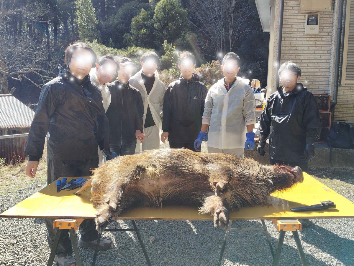 hunterbank_'s tweet photo. 推定75kgのオスイノシシ。デカい… https://t.co/vfWXcmYl9q