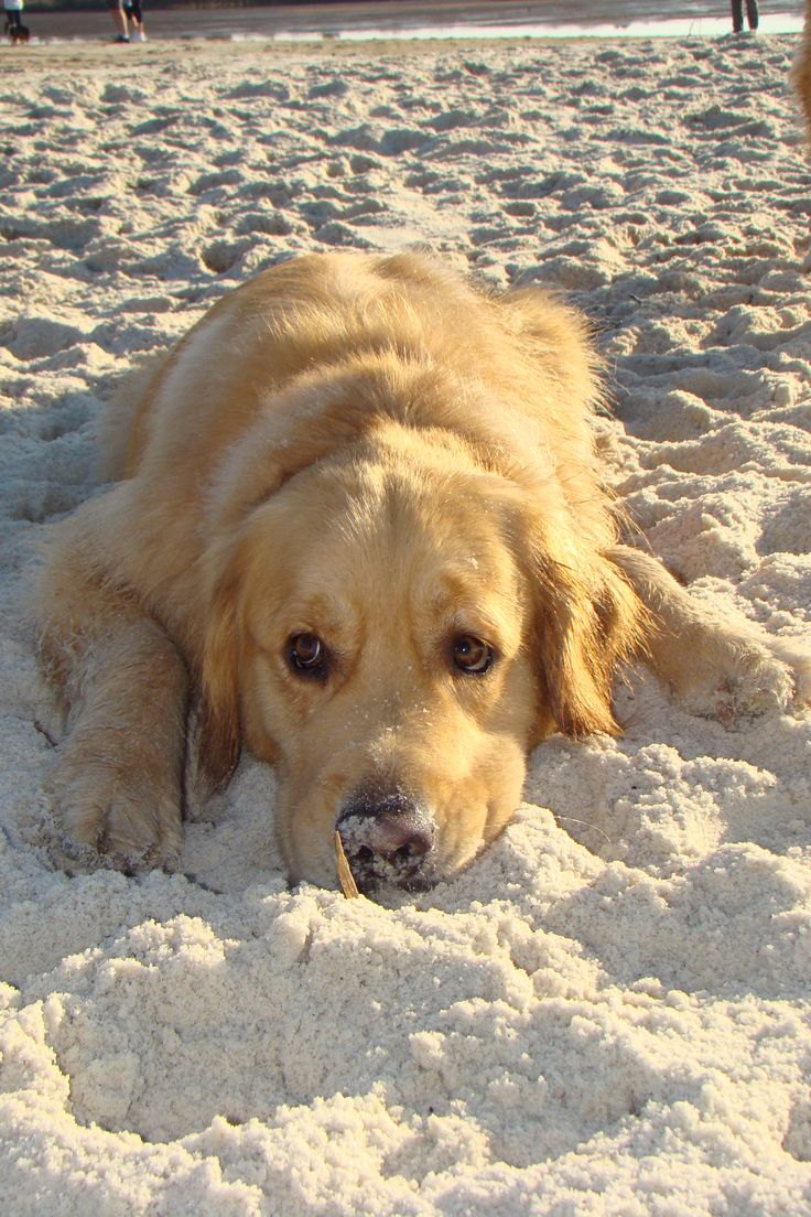 Doglover tweet media