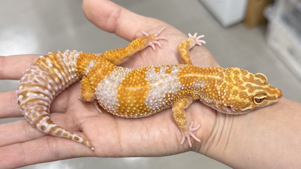 本日13時よりオープンです☀️ 【3F 在庫紹介】 #ヒョウモン