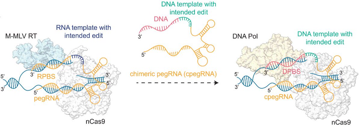 JainLaboratory's tweet image. Our Cas9-polymerase gene editors, #CODE, was published today @NatureComms. Co-led by @LongNguyenFi &amp;amp; @noah_rakestraw in a fun collaboration @cambearon @Princeton. Thx @ZongliangJiang @UF @toettch @rburdine1 @bsadamson 
Paper: rdcu.be/fdhOE
Post: tinyurl.com/2n64atbs