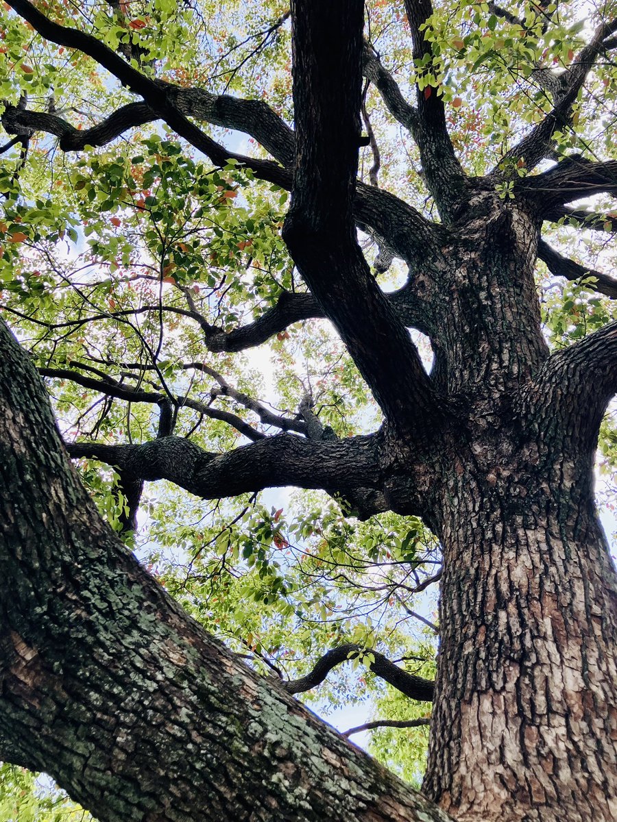 ぽにまる🐾👌 tweet media