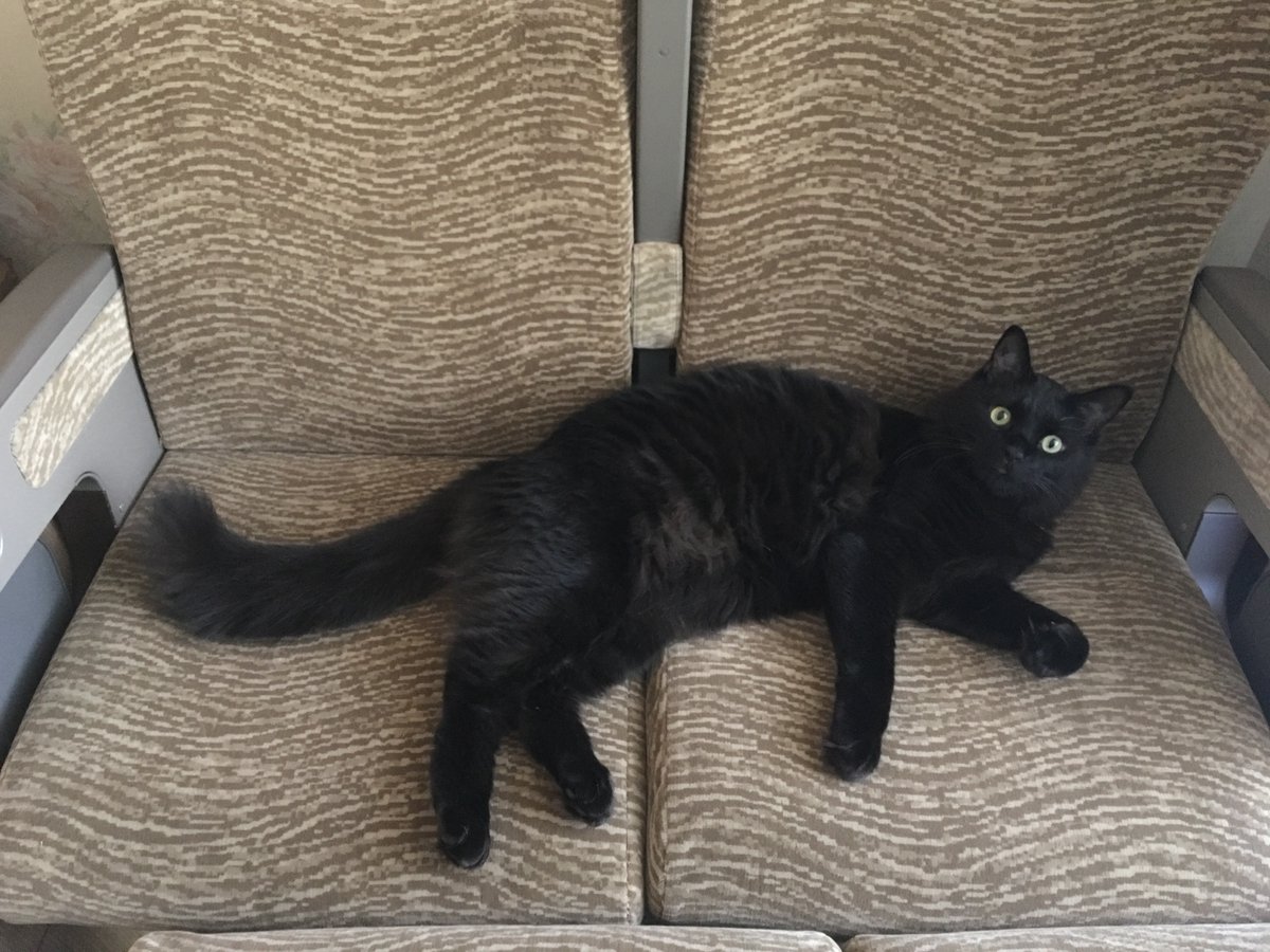 黄金獅子(こがねしし) tweet media