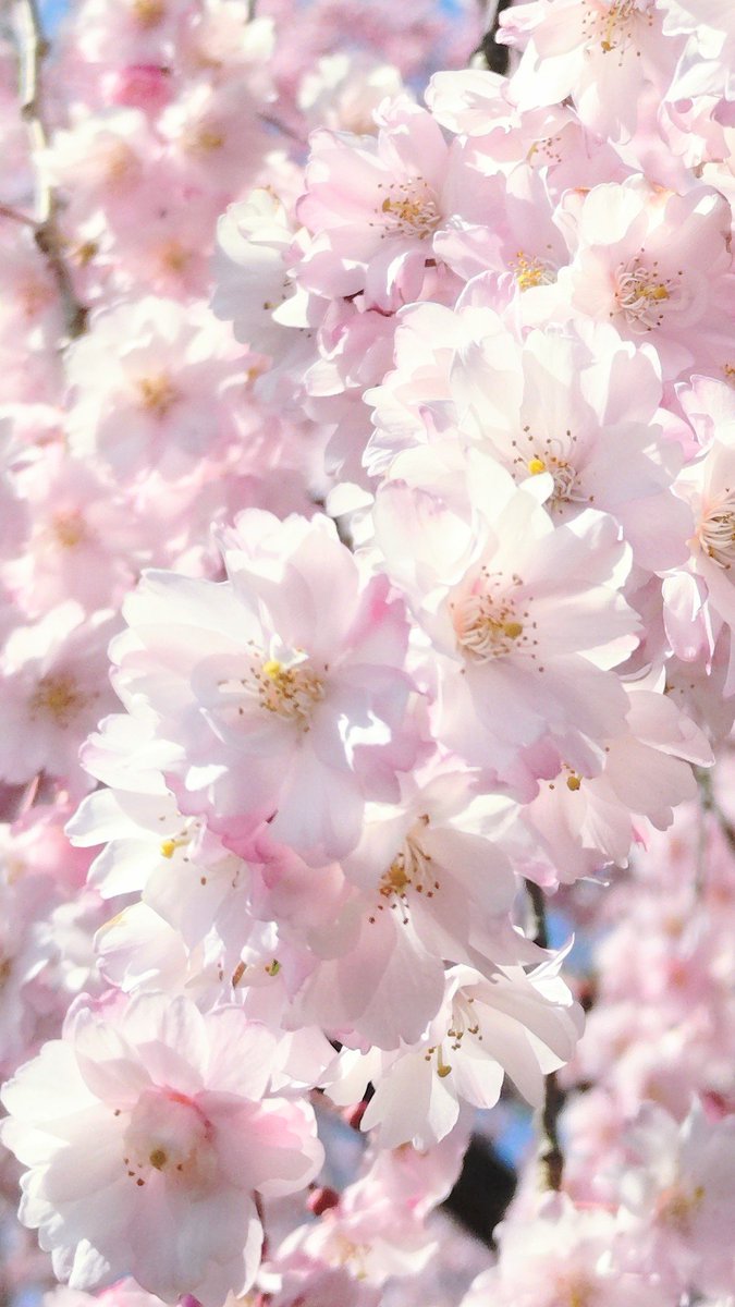 硝酸君 tweet media