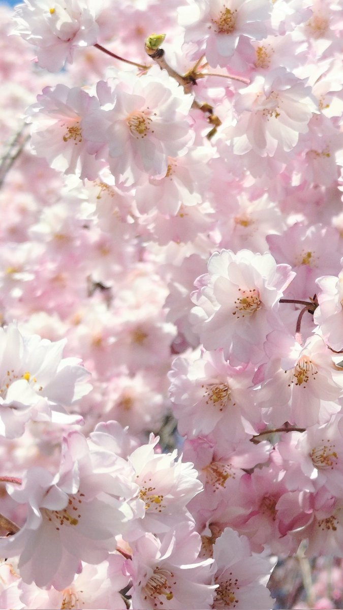 硝酸君 tweet media