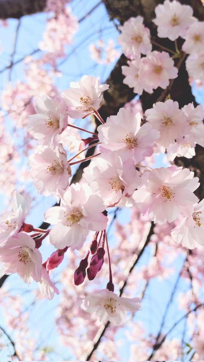 硝酸君 tweet media