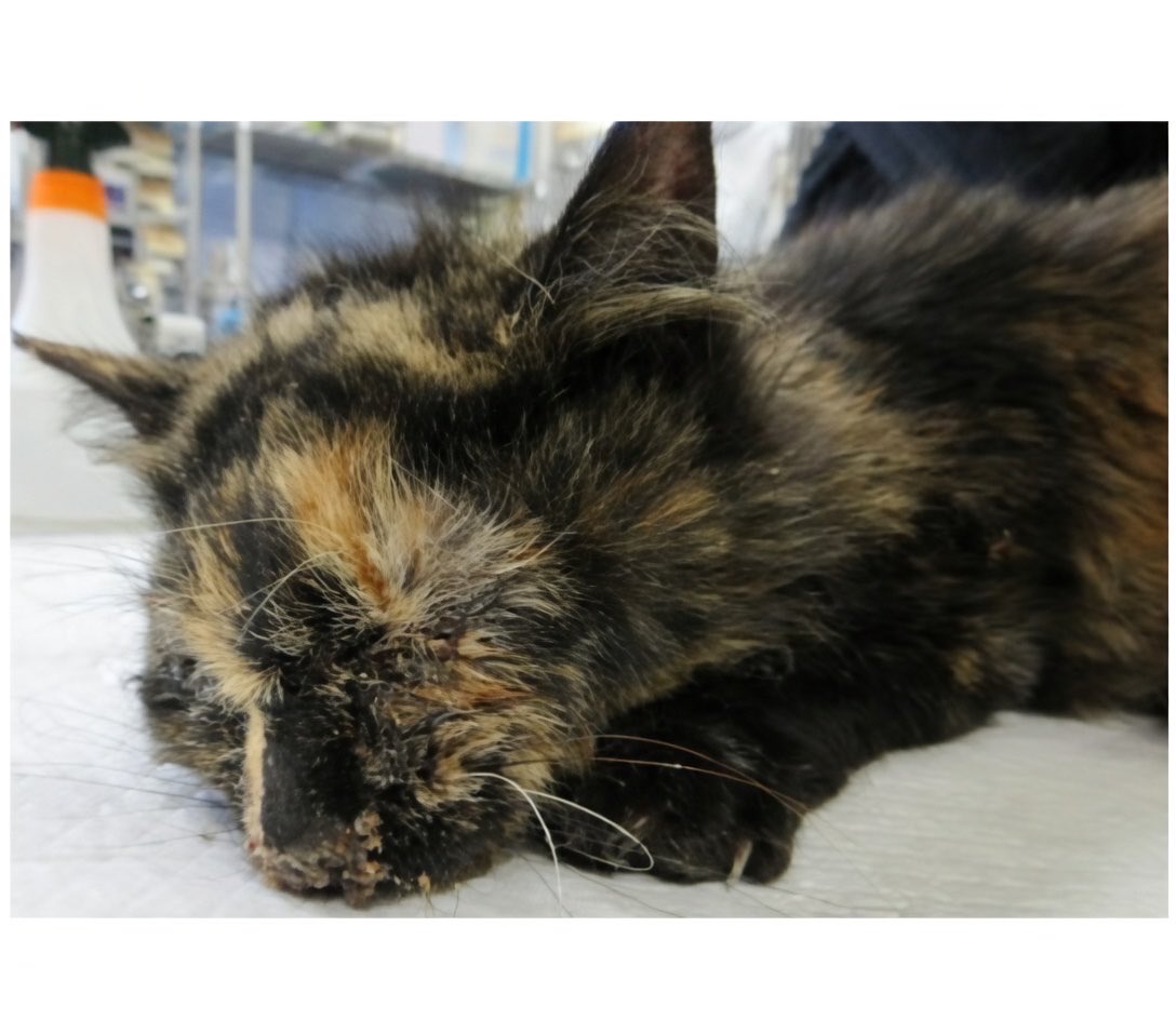 🆘緊急🆘#収容猫
🆘#傷病収容🚑#衰弱猫🚨
公表期限4/14(火)
4/3(金)#茨城県 #土浦市 #西根南 
♀#サビ猫 
📲茨城県動物指導センター🙇🏻‍♂️
#迷い猫 #迷子猫 #保護猫 #猫 #ネコ #ねこ #さび猫 #阿見町 #つくば市 #牛久市 #ひたち野うしく #荒川沖 #土浦 #霞ヶ浦総合公園 #土浦魚市場 #麺屋隆志 #乙戸沼公園