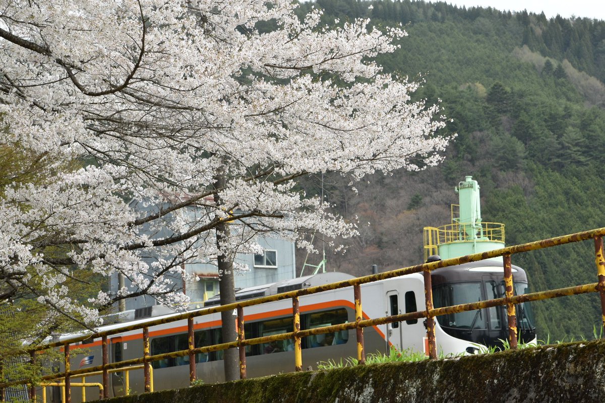 今日は久々(本当に久しぶり！)にロングツーリング。
高山の桜が見頃とのことなので数年ぶりに臥龍桜を見に来ました。
満開で美しい！