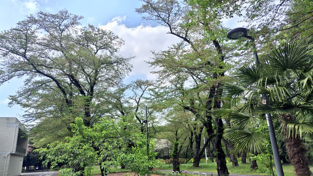 砂翼(サラ) tweet media