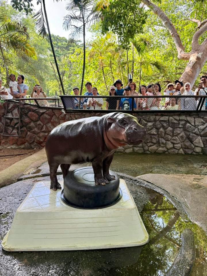 and_khamoo's tweet image. นึกว่าทิฟฟี่ #hippo #PygmyHippo #ขาหมูแอนด์เดอะแก๊ง #หมูเด้งเด้งกี่โมง #Moodeng #พี่ขาหมู #สวนสัตว์เปิดเขาเขียว