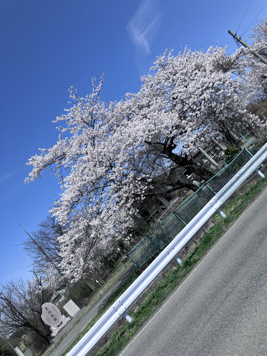 takeiteasy1997's tweet photo. お花見日和だねェw

#桜満開 https://t.co/Iv33mtzhi9