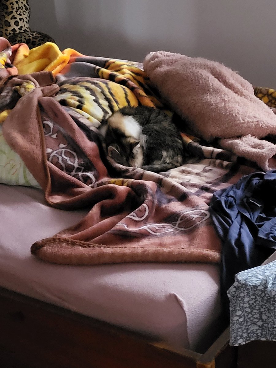 Chaotic Gamer Josh tweet media