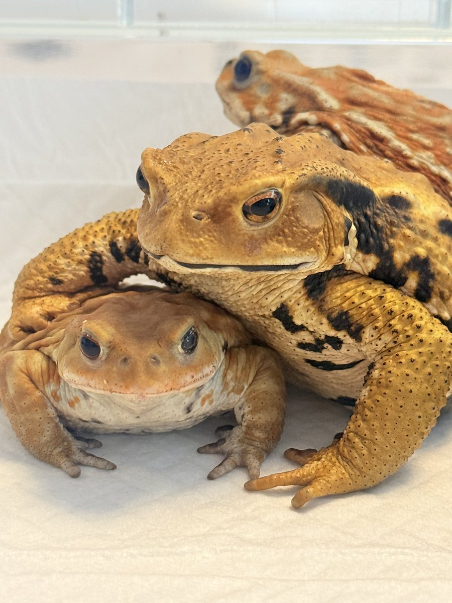 しろぼっちぃ tweet media