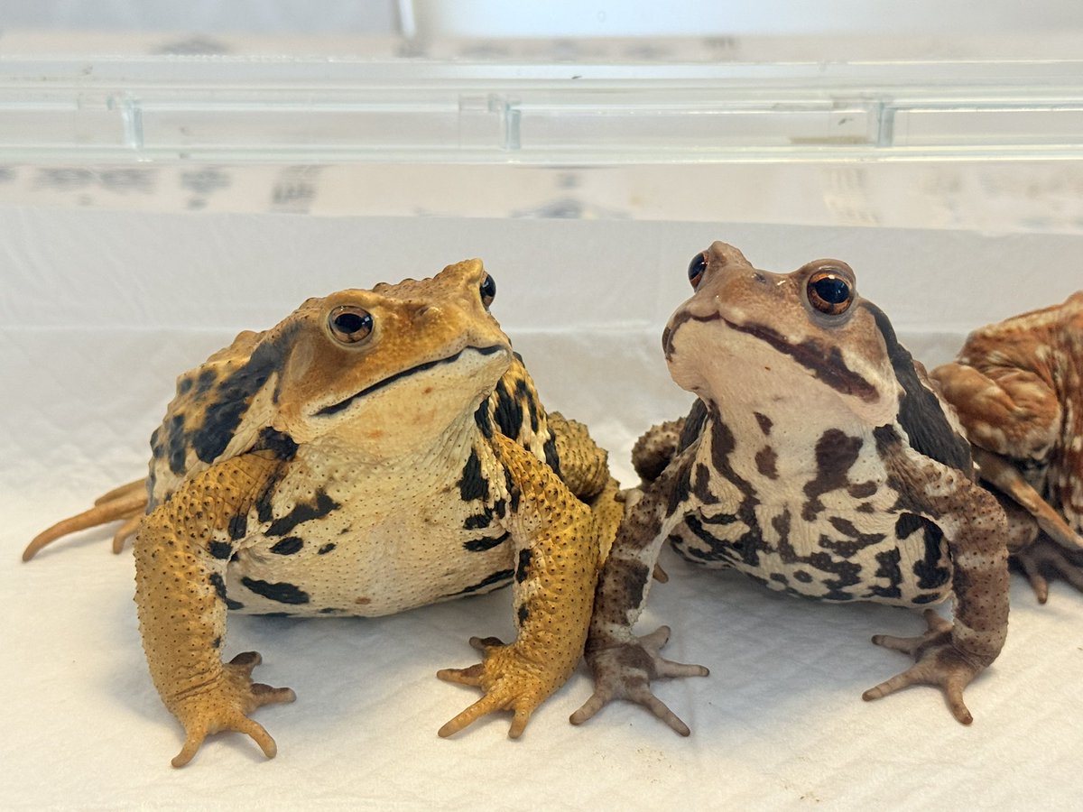 しろぼっちぃ tweet media