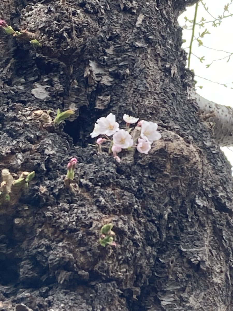 ベンジャミン加藤 tweet media