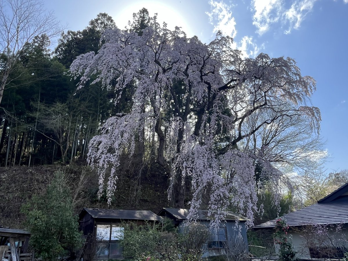 りこパン tweet media