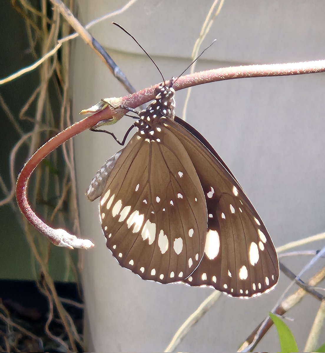 Chrissy13308469's tweet image. 😊Butterfly having a rest #insect 💕🦋