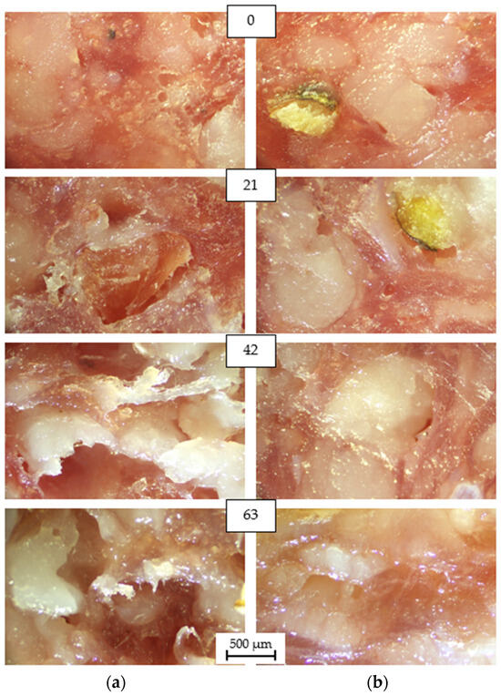 Applsci's tweet image. 📢 #highlycited paper
📚 Effect of #Fermentation Technology and Storage Time on the Quality of #Salami_TypeSausages
🔗 mdpi.com/2076-3417/14/1…
👨‍🔬 by Krzysztof Dasiewicz et al.
🏫 Warsaw University of Life Sciences
#fermentedsausages #lipidoxidation