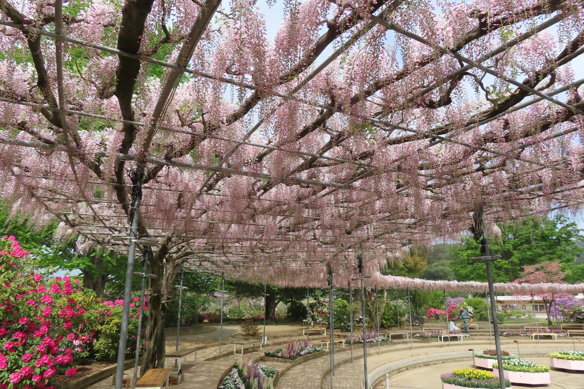 あしかがフラワーパーク【公式】 tweet media