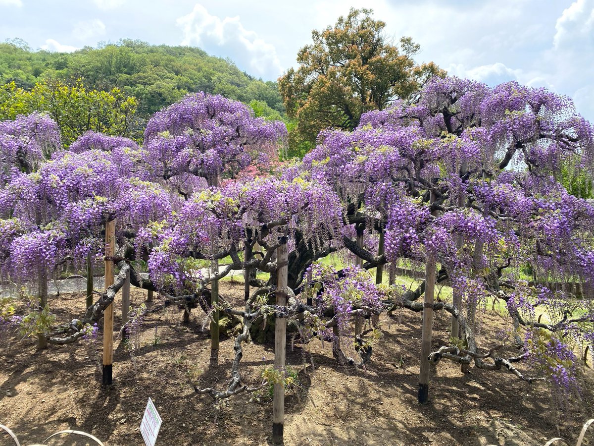 あしかがフラワーパーク【公式】 tweet media