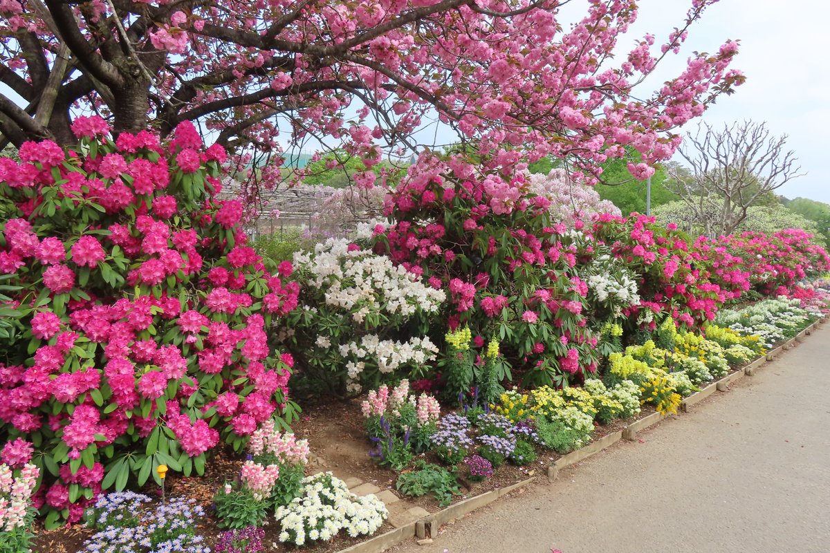 あしかがフラワーパーク【公式】 tweet media
