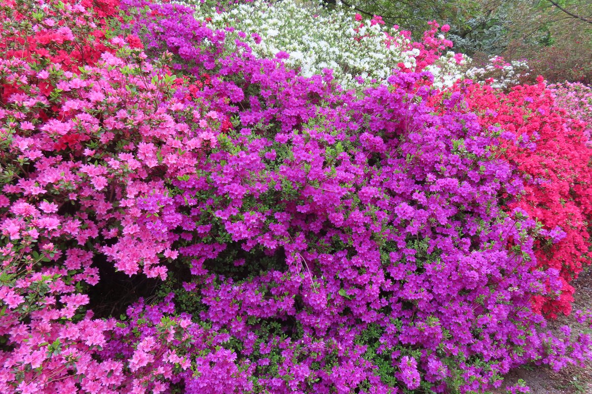 あしかがフラワーパーク【公式】 tweet media