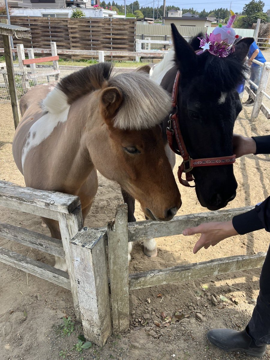 ポウナム(アオラキファームあるふぁ) tweet media