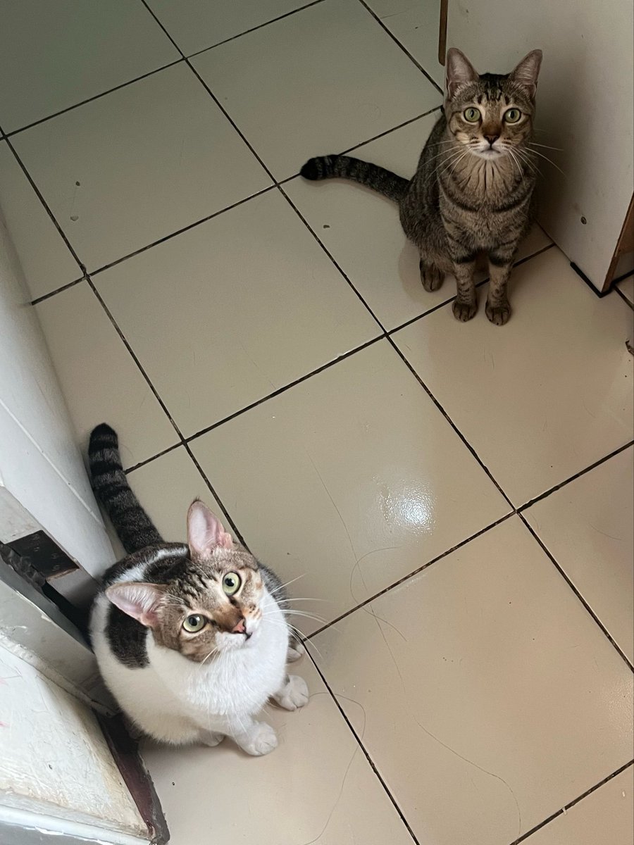 luvforpaw's tweet image. yg juragan dredut kn nunet knp kabu yg d👀in dipalakin,,